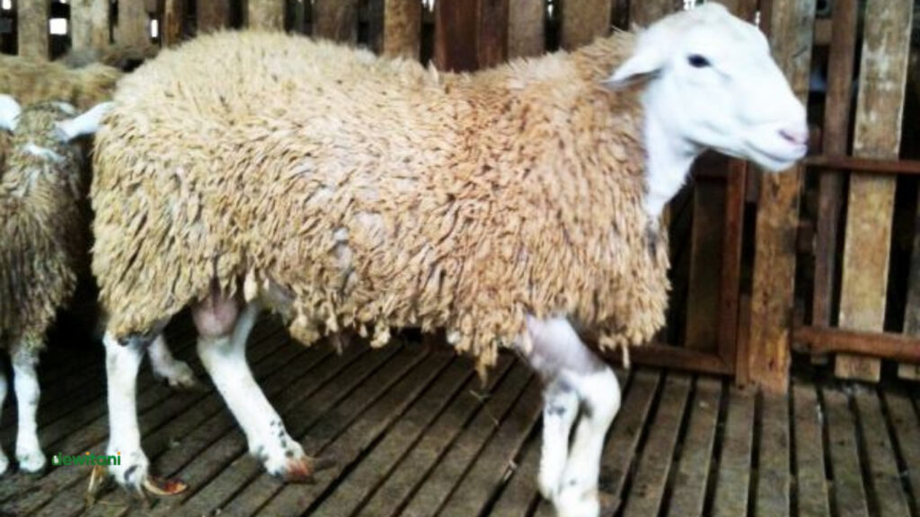 jenis domba di indonesia