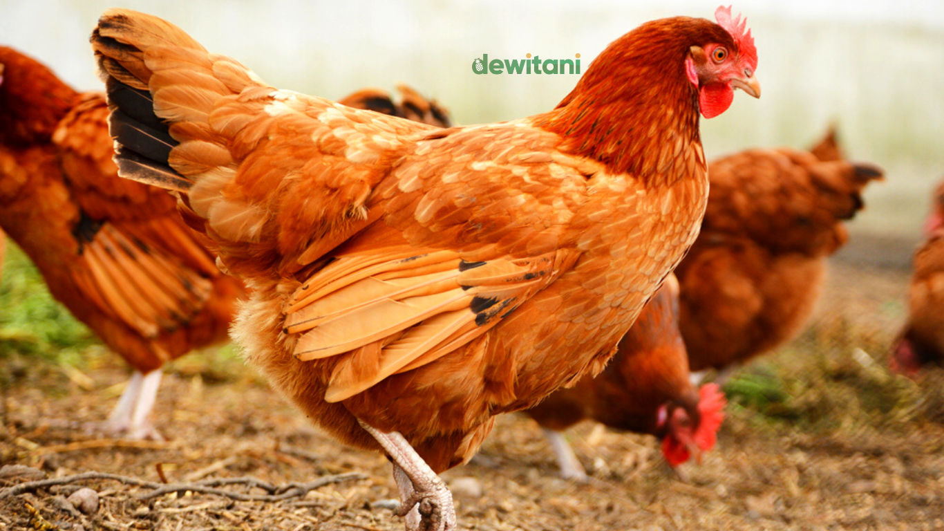 7 alasan mengapa bisnis ayam kampung menjanjikan