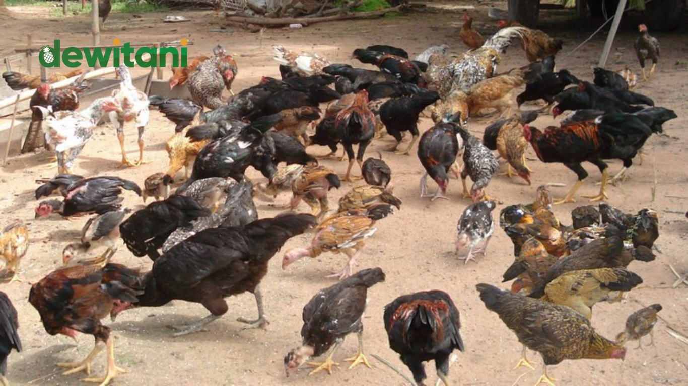 Panduan Lengkap Cara Berternak Ayam Kampung
