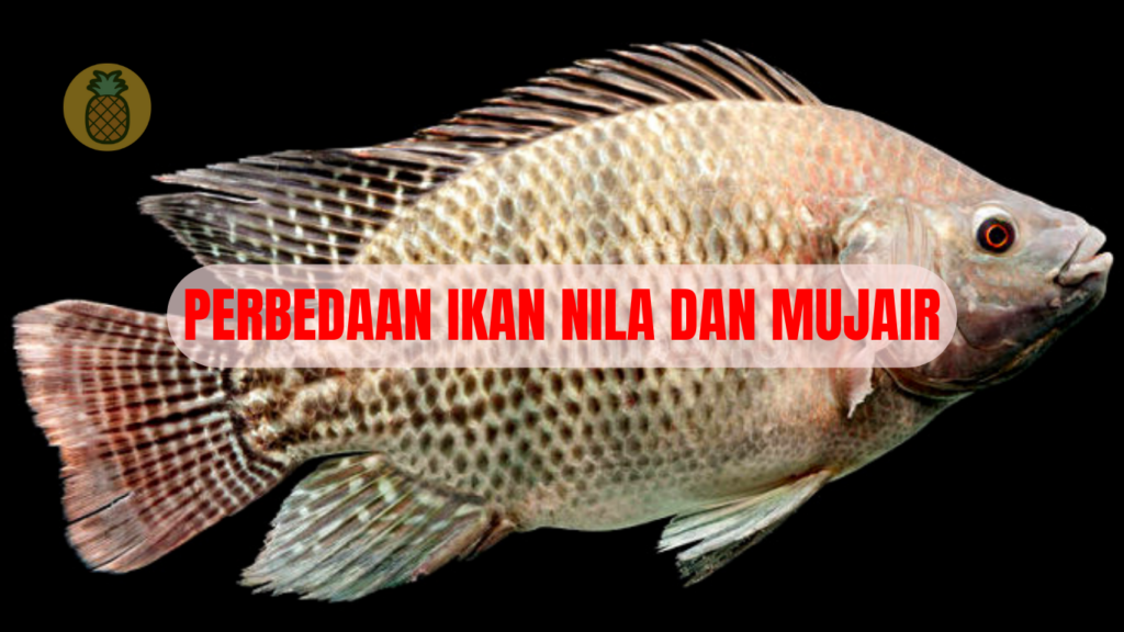 Cara Membedakan Ikan Nila Dengan Ikan Mujair Dewi Tani