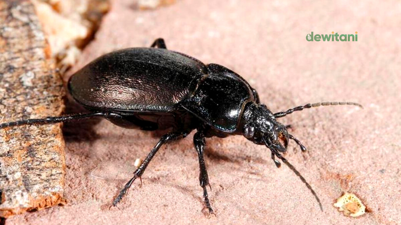 arti kumbang hitam masuk rumah dimalam hari