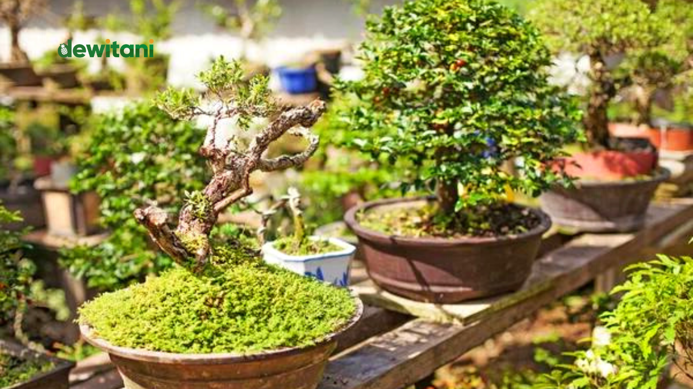 cara menanam bonsai bagi pemula