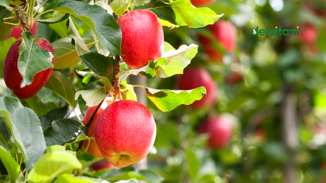 cara menanam apel dari biji