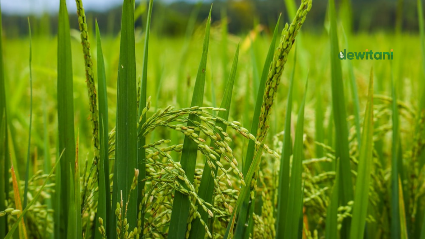 tips agar tanaman padi tidak mudah roboh