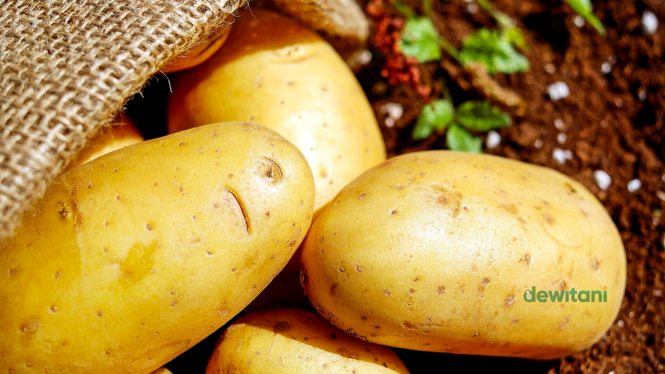 zpt pembesar buah kentang