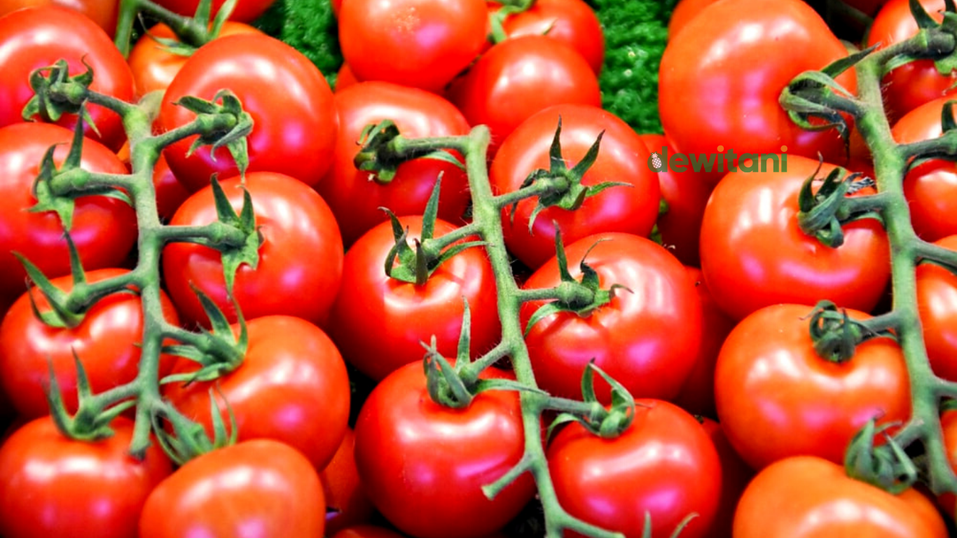 membuat zpt alami dari tomat
