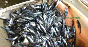 Analisis Keuntungan Budidaya Pembenihan Ikan Patin