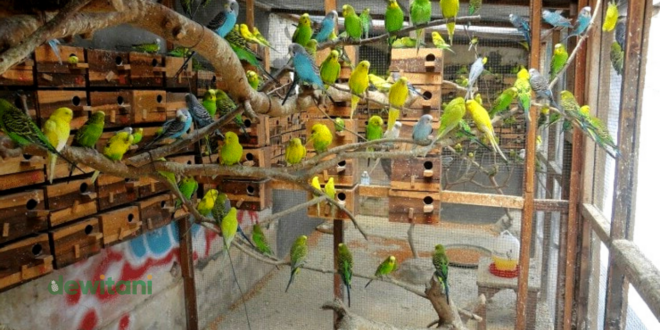Analisis Usaha Ternak Burung Parkit