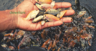 Analisis Keuntungan Budidaya Pembenihan Ikan Nila