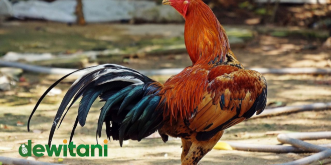 Ciri Ayam Bangkok Petarung Gaya Pukul Depan dan Samping