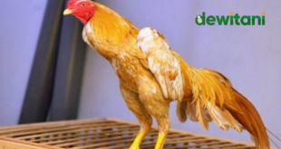 10 Cara Melatih Ayam Bangkok Aduan Supaya Keras dan Cepat