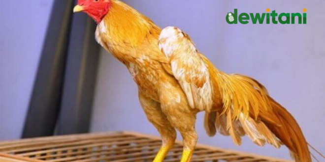 10 Cara Melatih Ayam Bangkok Aduan Supaya Keras dan Cepat