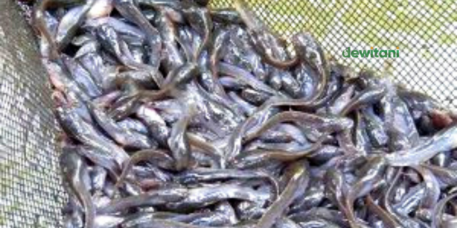 Analisa Modal dan Keuntungan Usaha Pembenihan Ikan Lele