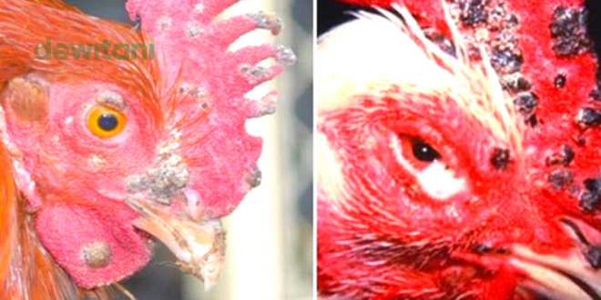 Cara Menyembuhkan Penyakit Cacar Pada Ayam Bangkok