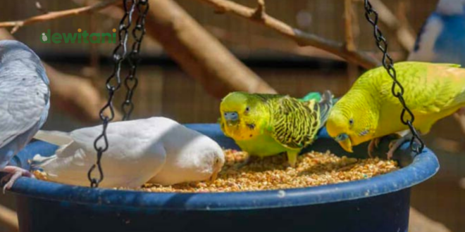 Makanan Burung Parkit : Pada Waktu Rontok Bulu Dan Berkembangbiak