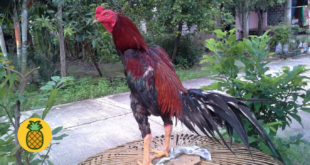 Cara Merawat Ayam Bangkok Agar Tumbuh Besar Dengan Cepat