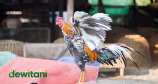 Cara Merawat Ayam Bangkok Aduan Dari Kecil