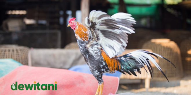 Cara Merawat Ayam Bangkok Aduan Dari Kecil