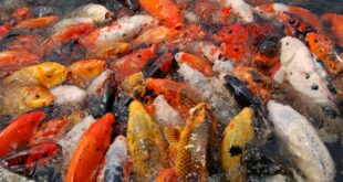 Analisis Keuntungan Pembenihan Ikan Mas