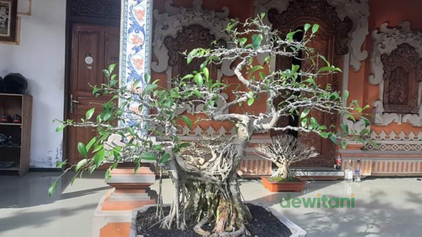 6 Cara Merawat Pohon Bonsai Ampelas atau Rampelas