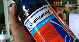 Keunggulan Herbisida Gramoxone 276